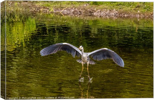 Heron landing in a city park Liverpool Canvas Print by Phil Longfoot
