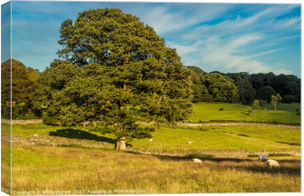 The lovely tree  Canvas Print by Phil Longfoot