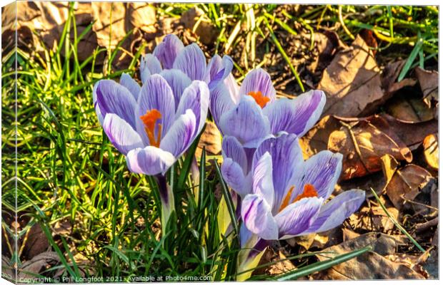 Crocus' in a Liverpool Park Canvas Print by Phil Longfoot