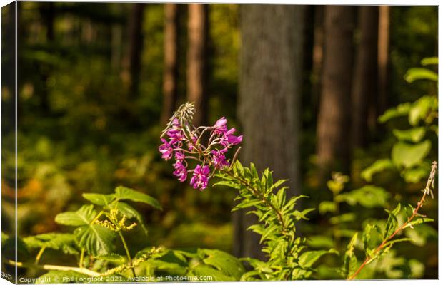 Wildflower in the forest  Canvas Print by Phil Longfoot