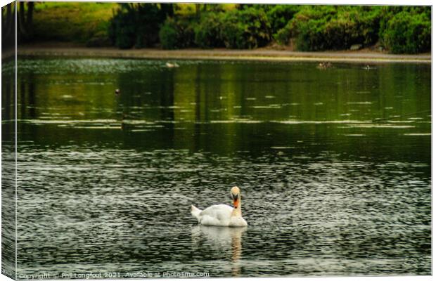 A solitary Swan  Canvas Print by Phil Longfoot