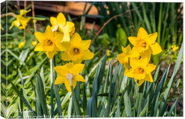 Beautiful Daffodils.  Canvas Print by Phil Longfoot