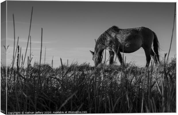 Gorgeous Wild Horse sets the scene for a beautiful black and white sky Canvas Print by nathan jeffery