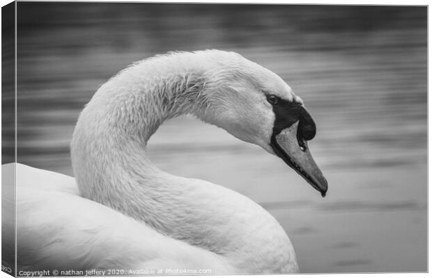 Elegant Swan in black and white Canvas Print by nathan jeffery