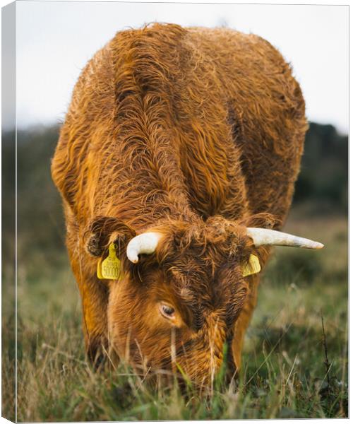 A Brown Cow Grazing  on The Cliffs St Magrets At Cliffe  Canvas Print by Billy McGarry