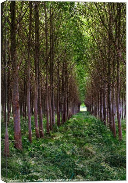 Avenue of Trees Canvas Print by Ron Thomas
