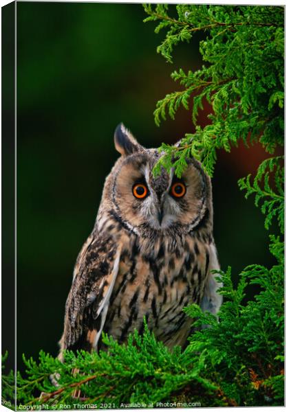 Long Eared Owl Canvas Print by Ron Thomas