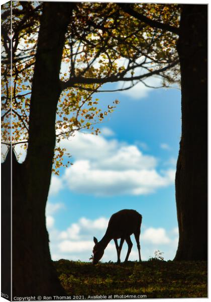 Red Deer Hind Canvas Print by Ron Thomas
