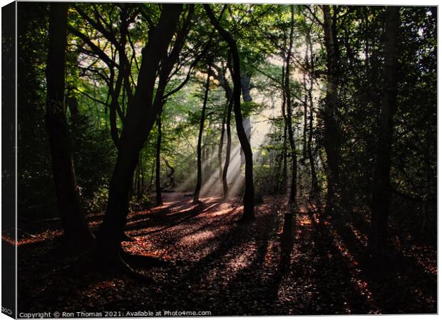 Eastham Woods, Eastham Country Park Canvas Print by Ron Thomas