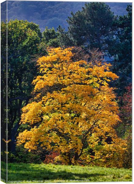 Golden Leafed Tree Canvas Print by Ron Thomas