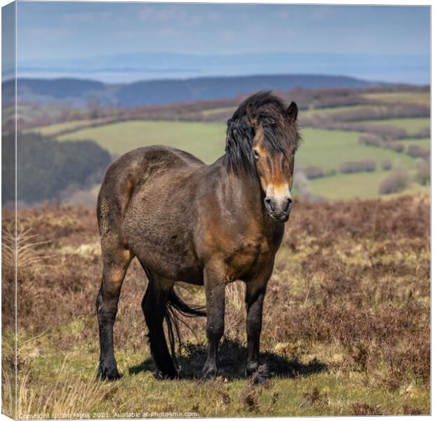Exmoor Pony, Somerset Canvas Print by Jim Monk