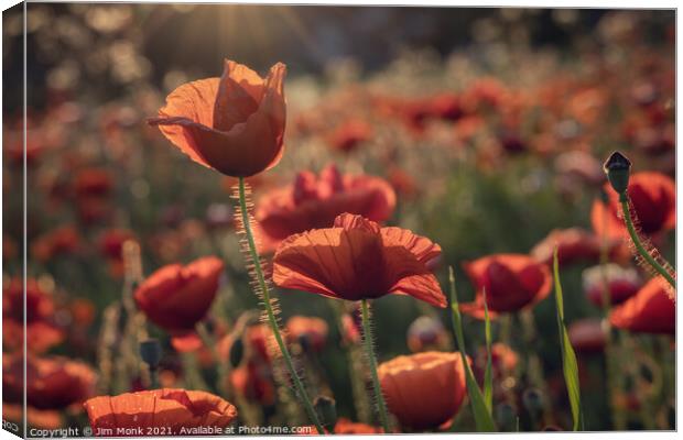 Poppies Canvas Print by Jim Monk