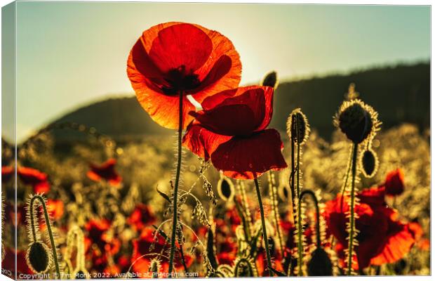 Summer Poppies Canvas Print by Jim Monk