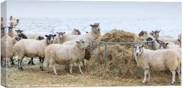 Sheep feeding in winter Canvas Print by Jim Monk