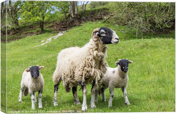 Swaledale ewe and lambs Canvas Print by Jim Monk