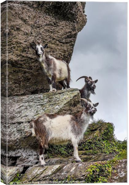 Cliff-hanging Feral Goats Canvas Print by Jim Monk