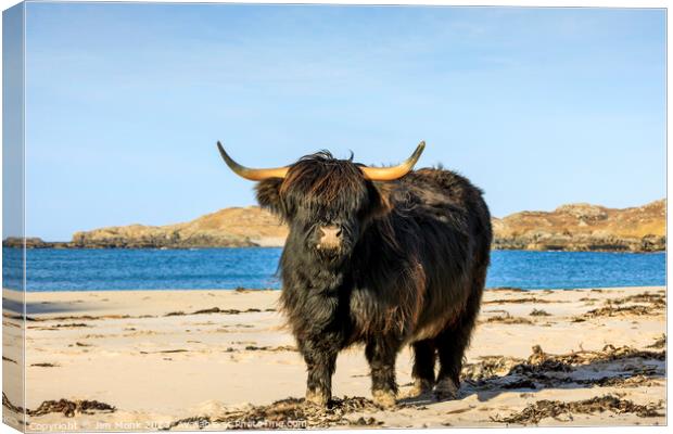 Bosta Beach Cow, Isle of Lewis Canvas Print by Jim Monk