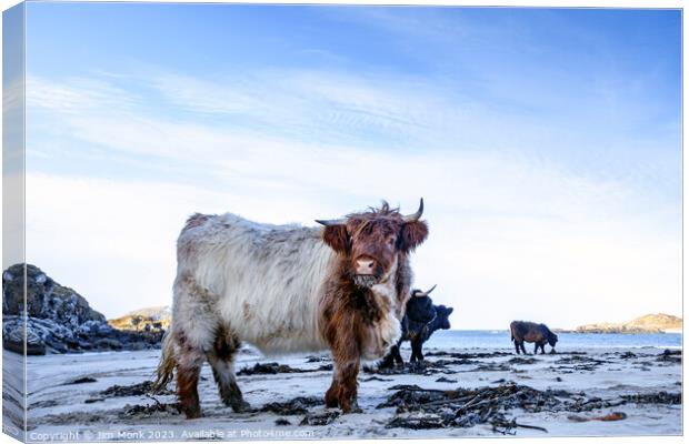 Bosta Beach Cows Canvas Print by Jim Monk