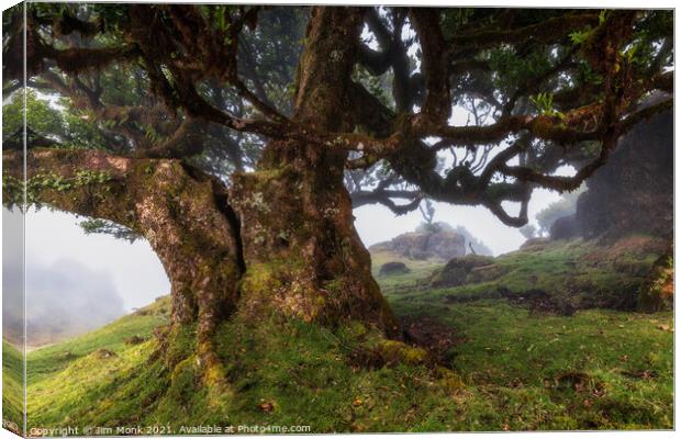 Fanal Forest, Madeira Canvas Print by Jim Monk