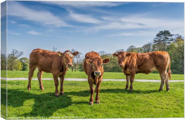 Three Brown Cows Canvas Print by Jim Monk