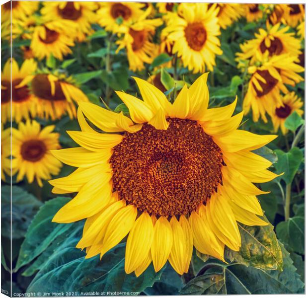Sunflowers Canvas Print by Jim Monk