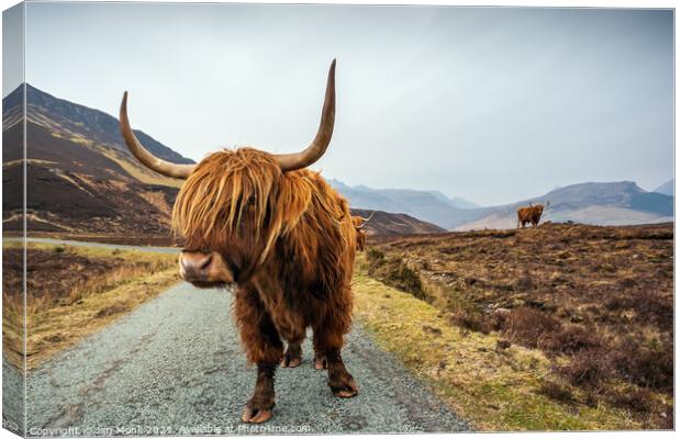 Highland Cow, Isle of Skye Canvas Print by Jim Monk