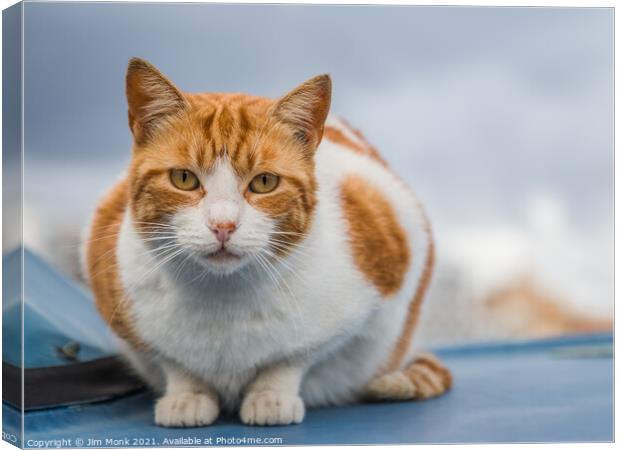 Maltese Cat, Valletta Canvas Print by Jim Monk