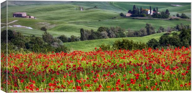 Tuscan Poppy Field Canvas Print by Jim Monk