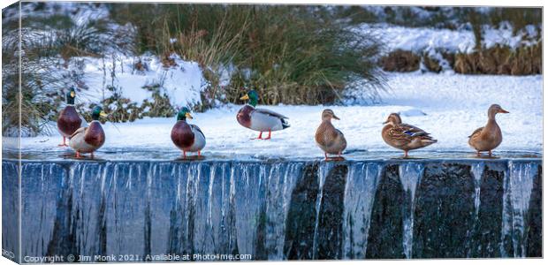 Ducks in a Row Canvas Print by Jim Monk