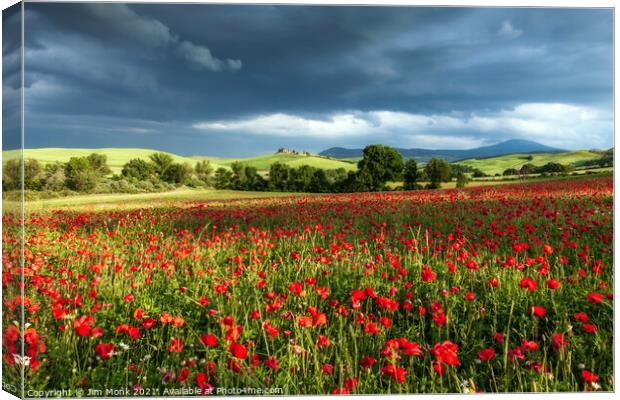 Poppy storm in Tuscany Canvas Print by Jim Monk