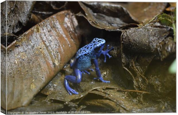Blue poisonous dart frog Canvas Print by Jacqueline Jones