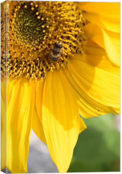 Sunflower Canvas Print by Jacqueline Jones