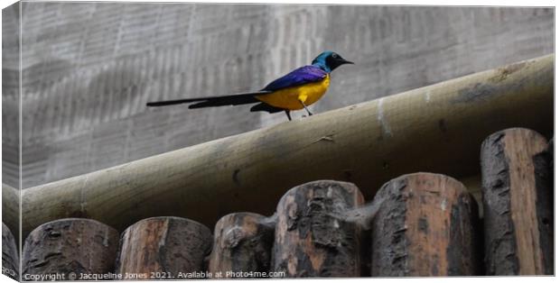 Golden breasted starling Canvas Print by Jacqueline Jones