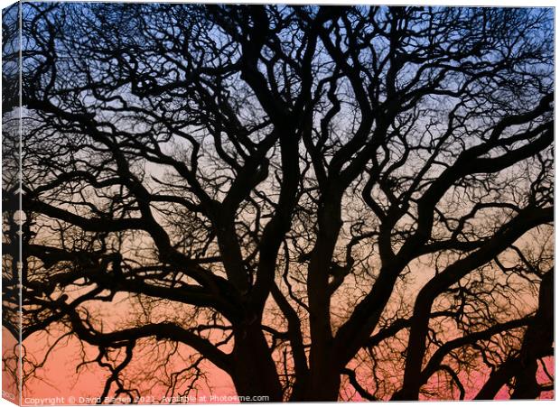Morning silhouette Canvas Print by David Bladen