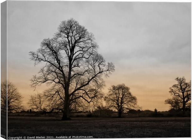 Frosty Morning Canvas Print by David Bladen