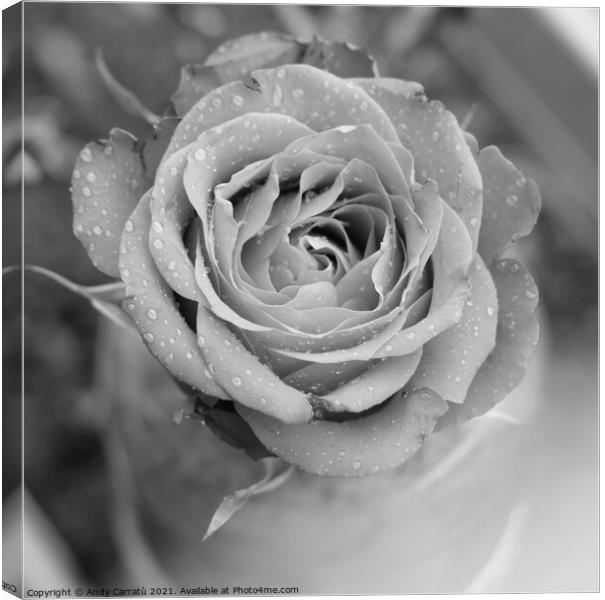 Morning dew of a rose in black and withe Canvas Print by Andy Huckleberry Williamson III