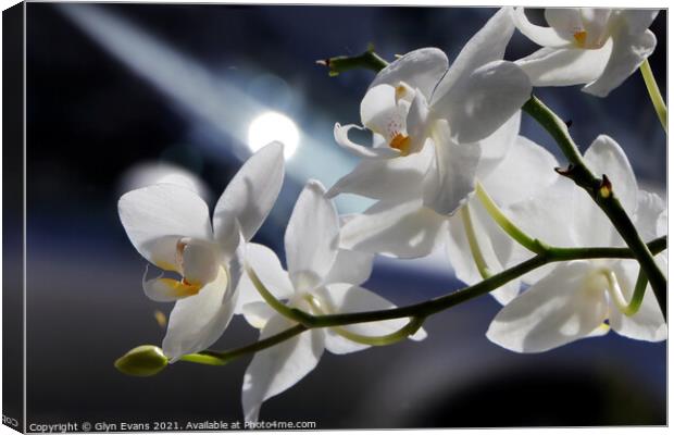 White Orchids Canvas Print by Glyn Evans
