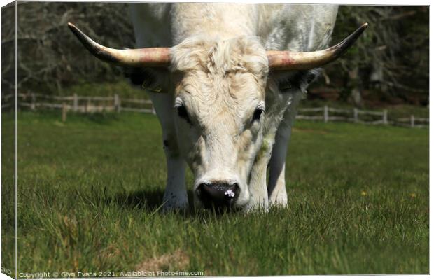 White Park Cow smelling a spring flower. Canvas Print by Glyn Evans
