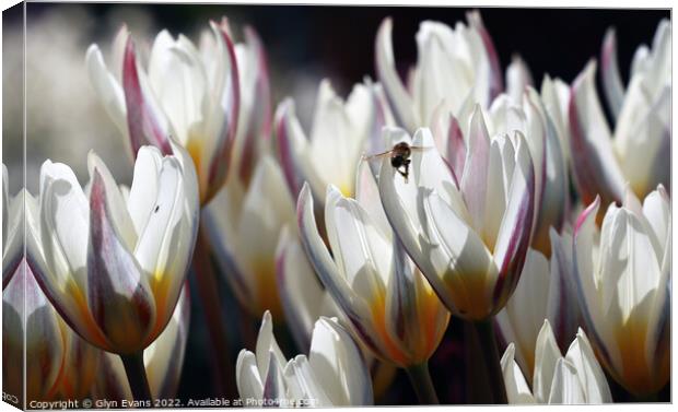 White Tulips Canvas Print by Glyn Evans
