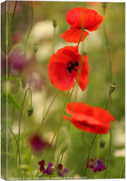 Poppies Canvas Print by Glyn Evans