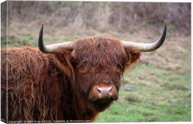 Highland cattle. Canvas Print by Glyn Evans