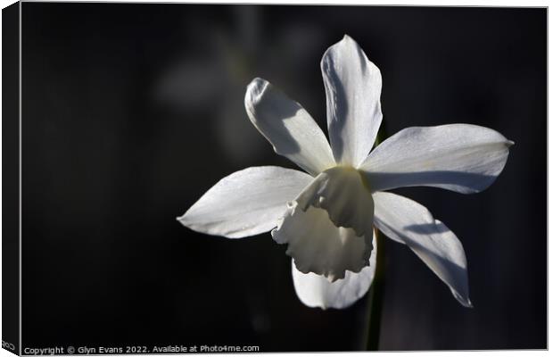 White Narcissus Canvas Print by Glyn Evans