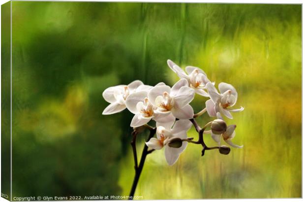 Orchids. Canvas Print by Glyn Evans