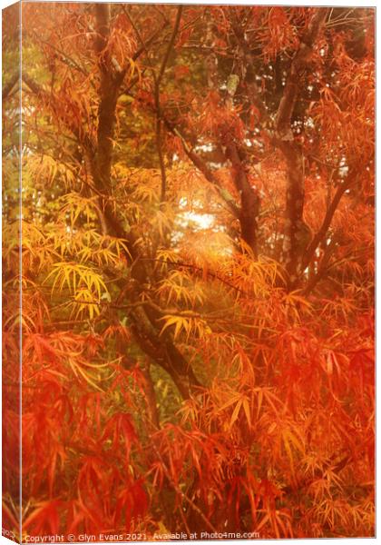 Autumn colours. Canvas Print by Glyn Evans