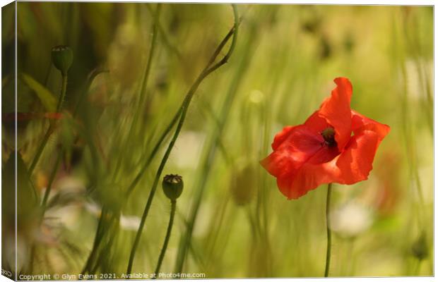Red Poppy Canvas Print by Glyn Evans