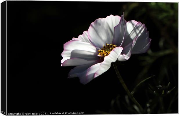 Cosmos flower in the Physic Garden Canvas Print by Glyn Evans