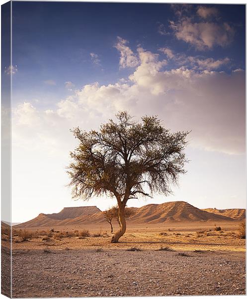 The One Tree Canvas Print by Simon Curtis