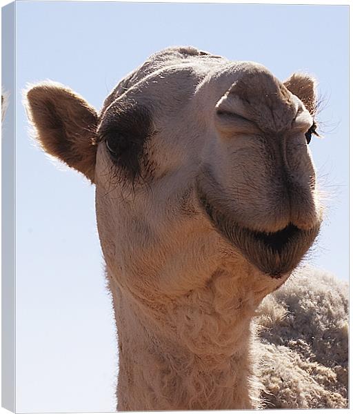 camel Canvas Print by Simon Curtis