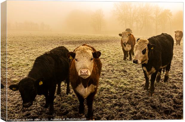Cattle in the mist Canvas Print by Kevin Allen