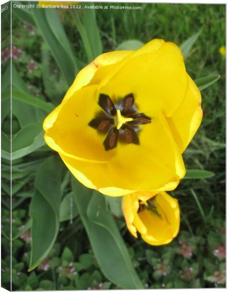 Plant flower Canvas Print by Barbara Rea